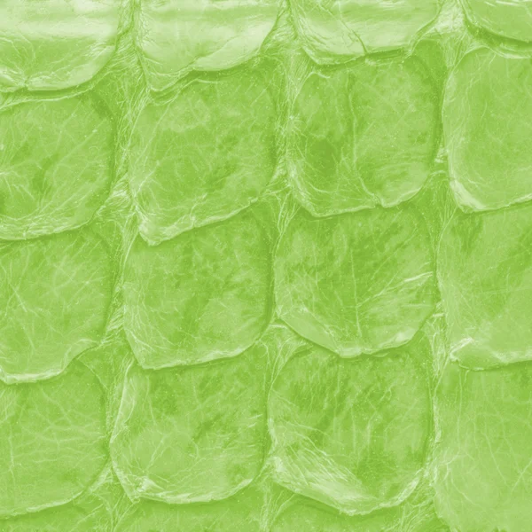 Pele de réptil, fundo verde — Fotografia de Stock