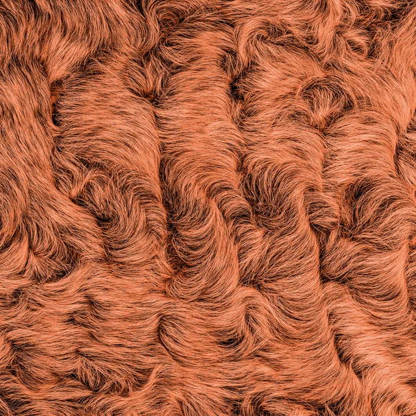 Malované oranžové kožešinové closeup — Stock fotografie