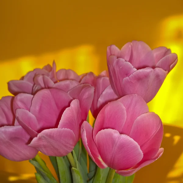Bouquet di graziosi tulipani rosa — Foto Stock