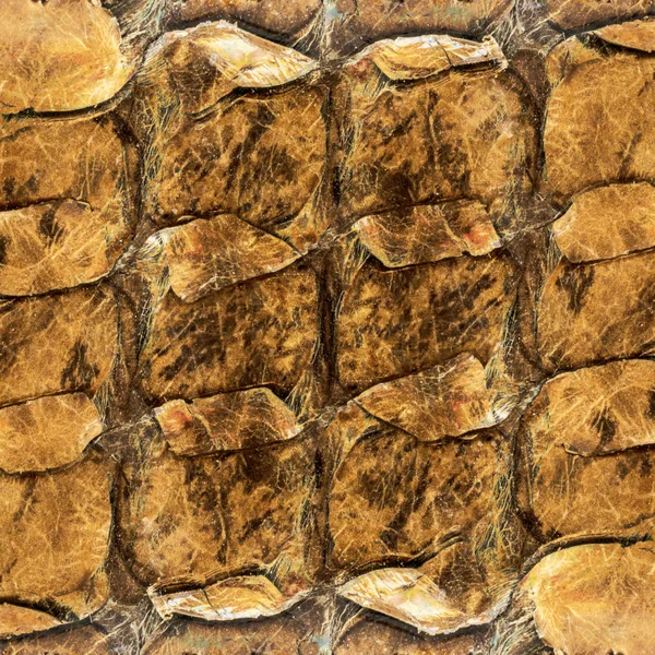 Piel de cocodrilo pintado de marrón —  Fotos de Stock