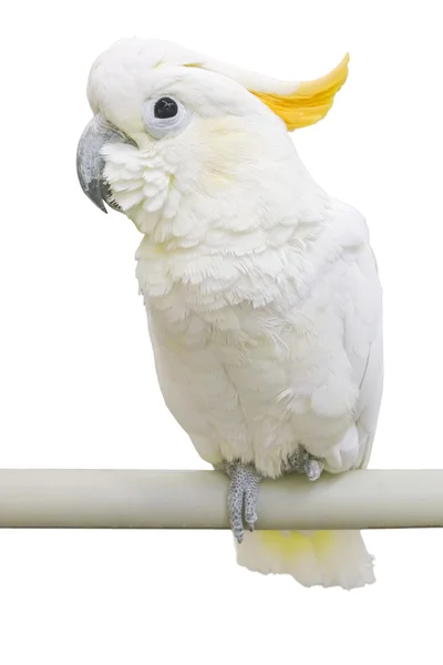 Gul-krönad kakadua — Stockfoto