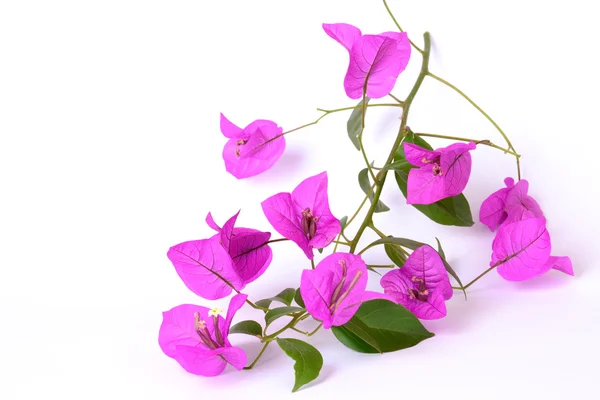 Bouganville