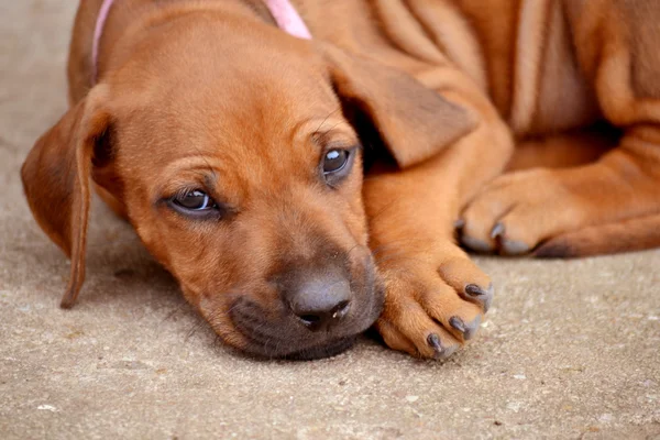 Rhodesian Ridgeback — Stockfoto