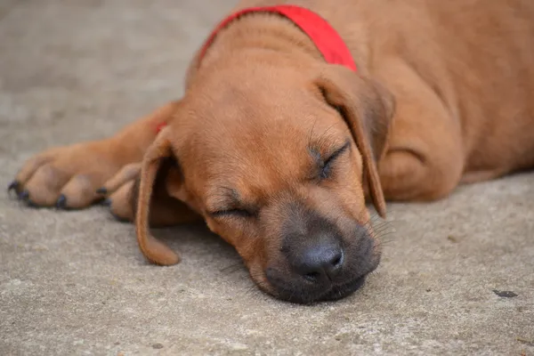 Rhodesian Ridgeback puppy — Stock Photo, Image