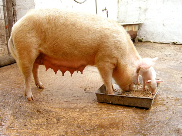 Domestic pig — Stock Photo, Image