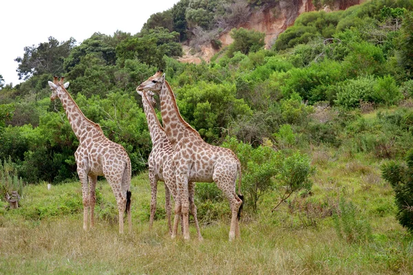 Girafa — Fotografia de Stock