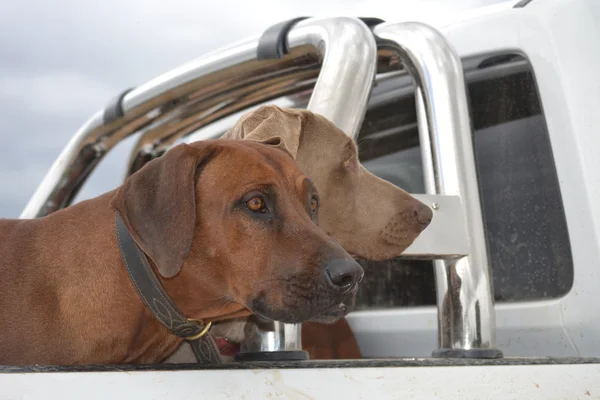 Rhodesian ridgeback en Weimarse staande hond — Stockfoto