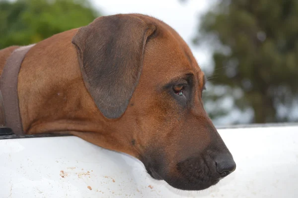 Rhodesian Ridgeback — Stock Photo, Image