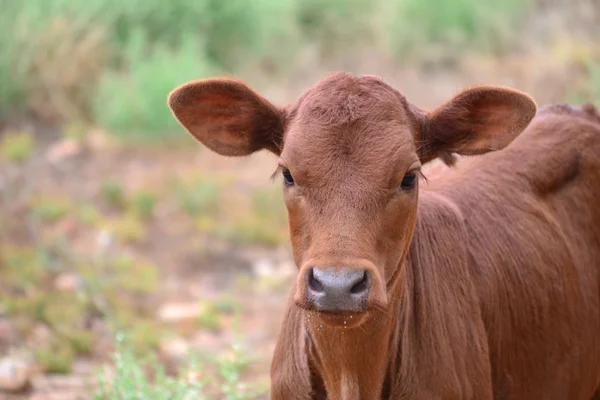 Calf — Stock Photo, Image