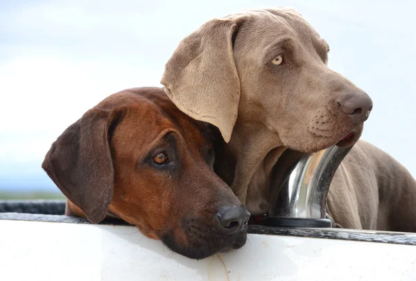 Weimaraner and Rhodesian Ridgeback — Stock Photo, Image