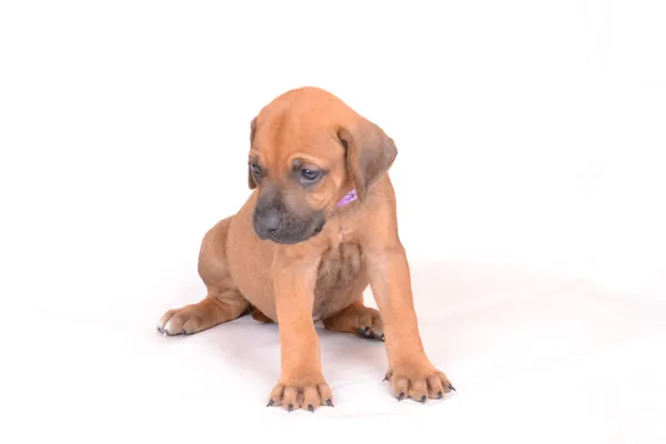 Rodezya ridback köpek yavrusu
