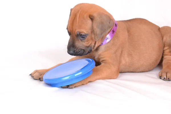 Rhodesian Ridgeback puppy — Stock Photo, Image