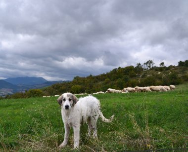 Anadolu çoban köpeği