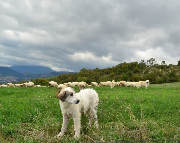 Anatolian Shepherd dog — Zdjęcie stockowe
