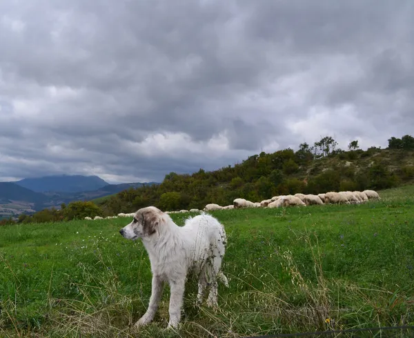 Anatolian Shepherd dog — Zdjęcie stockowe