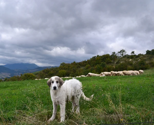 Anatolian sheepdog — Stock Photo, Image