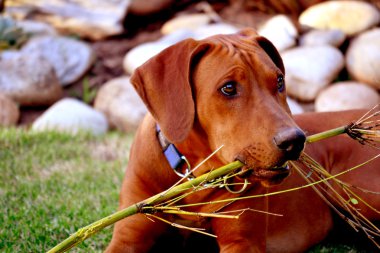 Rodezya ridgeback