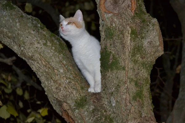 Ночная кошка — стоковое фото