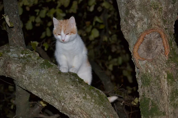 Gato soñador —  Fotos de Stock