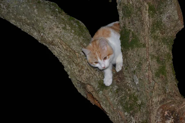밤에 고양이 — 스톡 사진