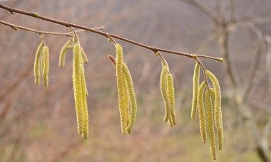 Hazel ile yavru kedi.