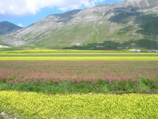 Våren i marche - Italien — Stockfoto