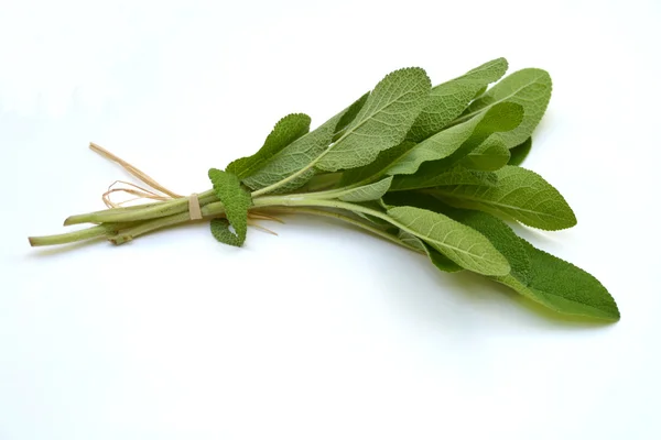 Salvia — Stockfoto