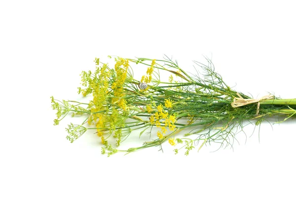 Fenchel — Stockfoto