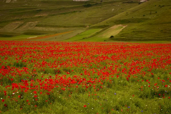 Champ de coquelicots — Photo