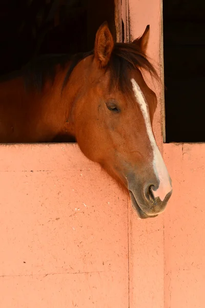 Trött häst — Stockfoto