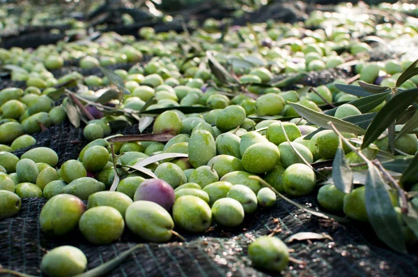 Урожай оливок — стоковое фото