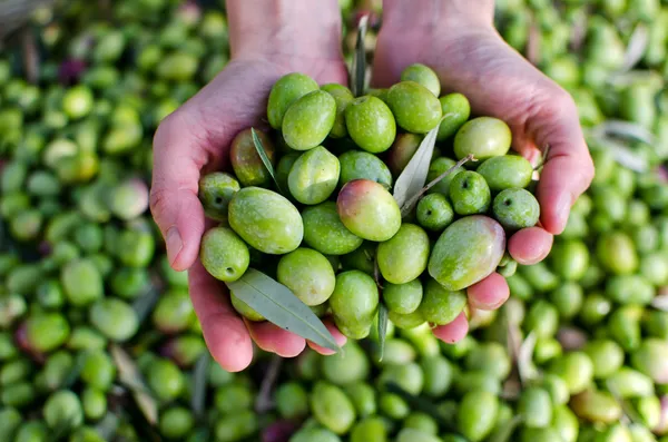 Manos sosteniendo aceitunas — Foto de Stock