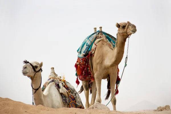 Camelos na natureza — Fotografia de Stock