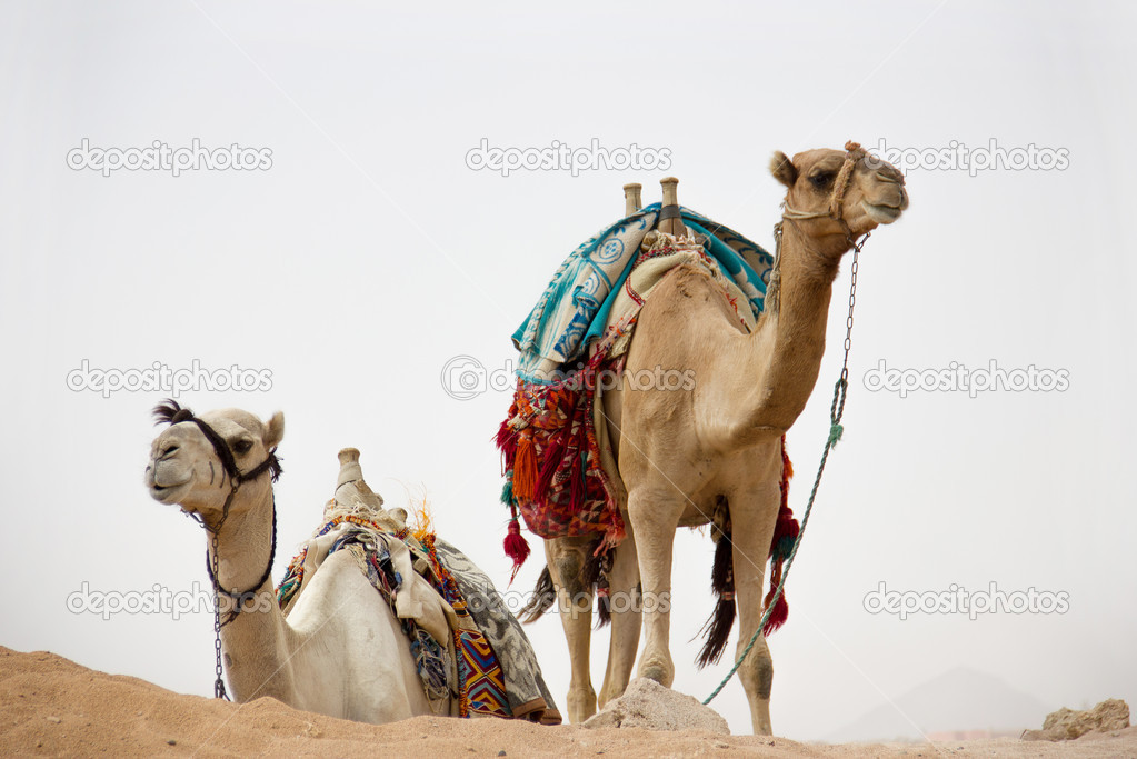 Camels in nature
