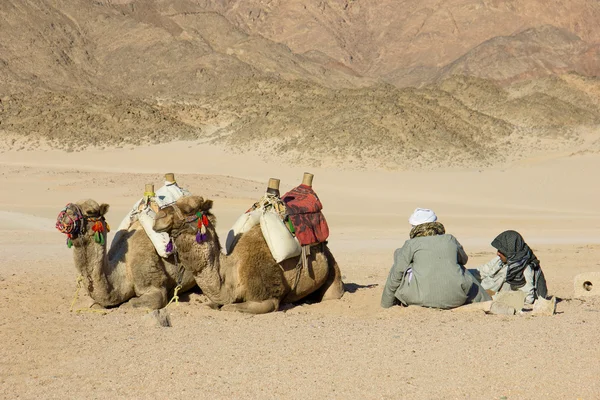 Camels and Bedouins in the desert — Stock Photo, Image