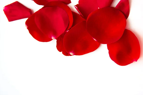 Rose petals on white background — Stock Photo, Image