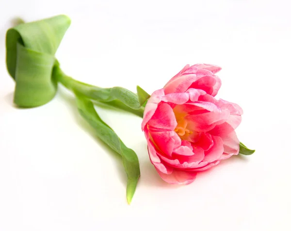 Tulpenblüte — Stockfoto