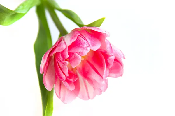 Tulip flower Stock Picture
