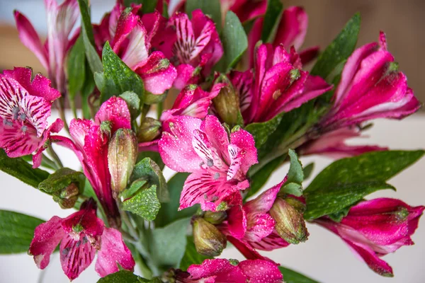 Alstroemeria virágok — Stock Fotó