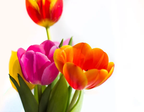 Bloemen tulpen — Stockfoto