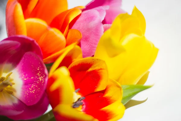 Květiny tulipány — Stock fotografie