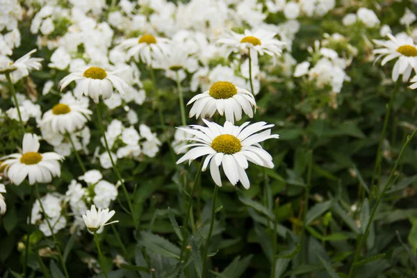 Flowers of Chamomile — Stock Photo, Image