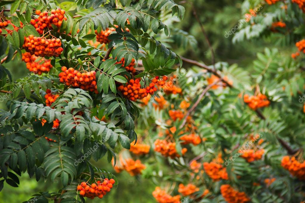 セイヨウナナカマド Fotos De Stock Imagenes De セイヨウナナカマド Sin Royalties Depositphotos