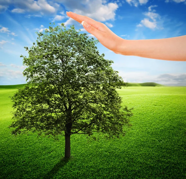 Tree Ecology — Stock Photo, Image