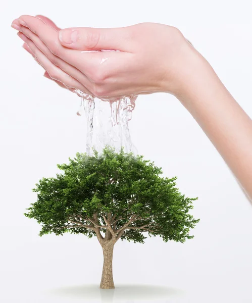 Поливати дерево руками — стокове фото