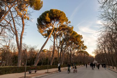 Madrid, İspanya. Gün batımında Buen Retiro parkında ağaçlar