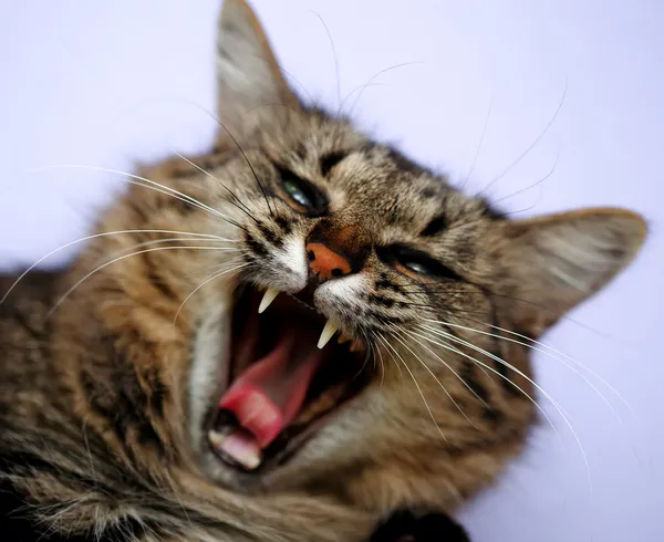 Rozzlobený dospělých mourovatá kočka — Stock fotografie