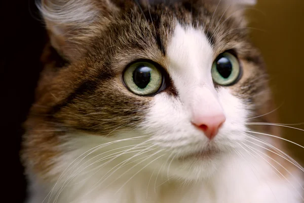 Close up on a cat's face — Stock Photo, Image