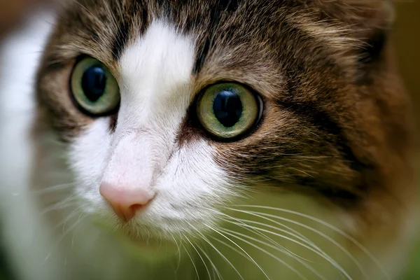 Närbild på en katt ansikte — Stockfoto