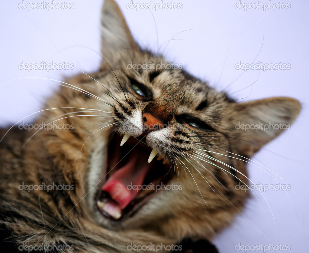 Angry tabby cat Stock Photos, Royalty Free Angry tabby cat Images